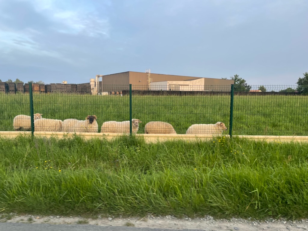 Troupeau de moutons en train de brouter l’herbe pour entretenir un espace vert